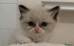 Ragdoll cats for sale: Ragdoll Kittens Male & Female - Image 10