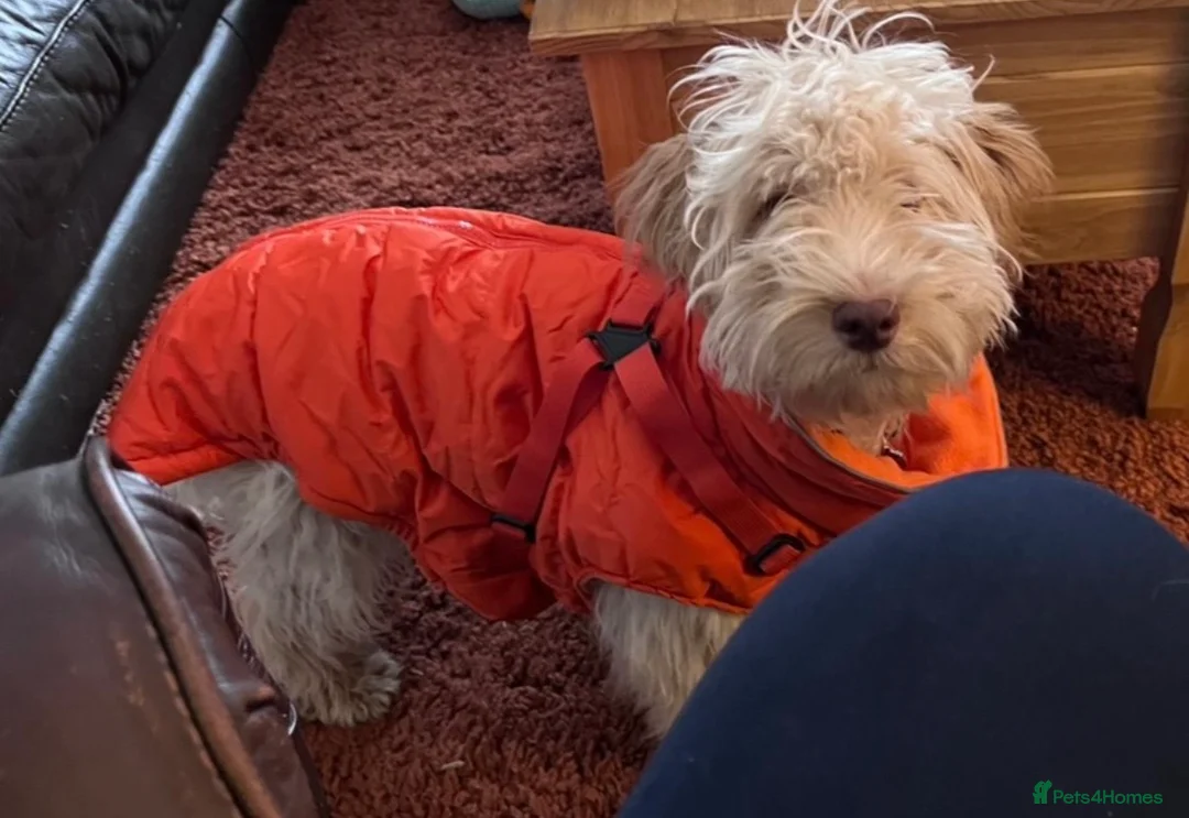 Cockapoo dogs for sale: Teddy - Cockapoo - Advert 2