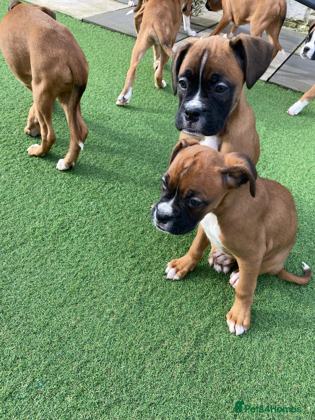 Boxer dogs for sale: Boxer puppies  - Advert 11
