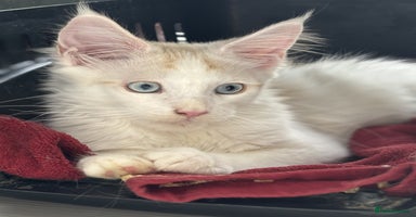 Maine Coon cats - Advert 6