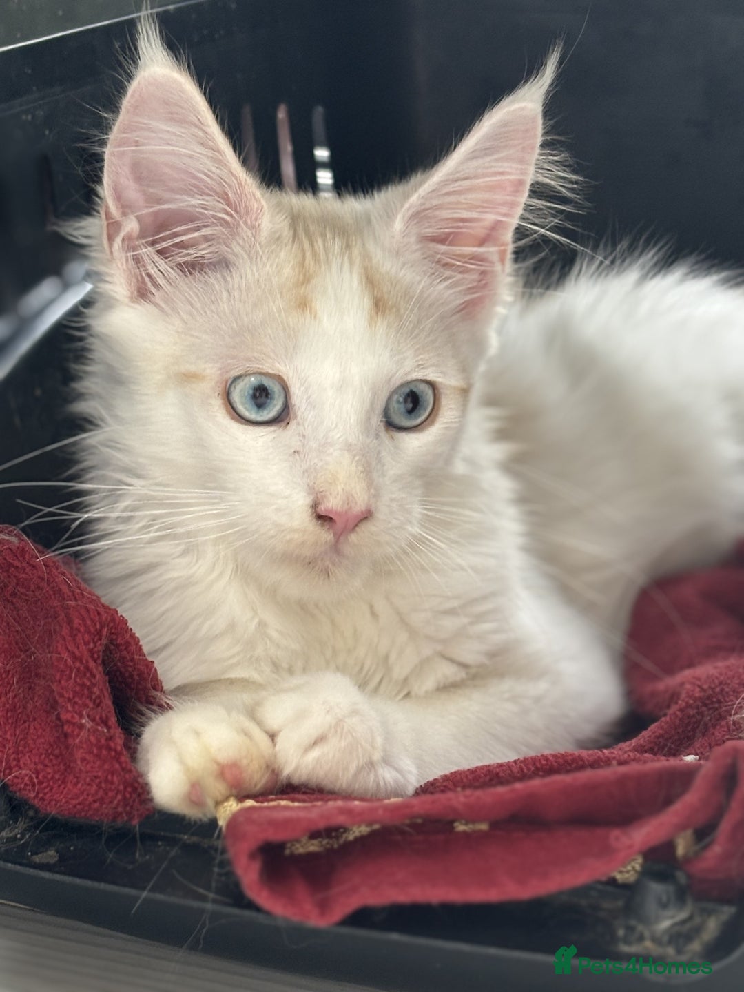 Maine Coon cats for sale: Maine Coon boy Blue Eyes very energetic Olivier - Image 2