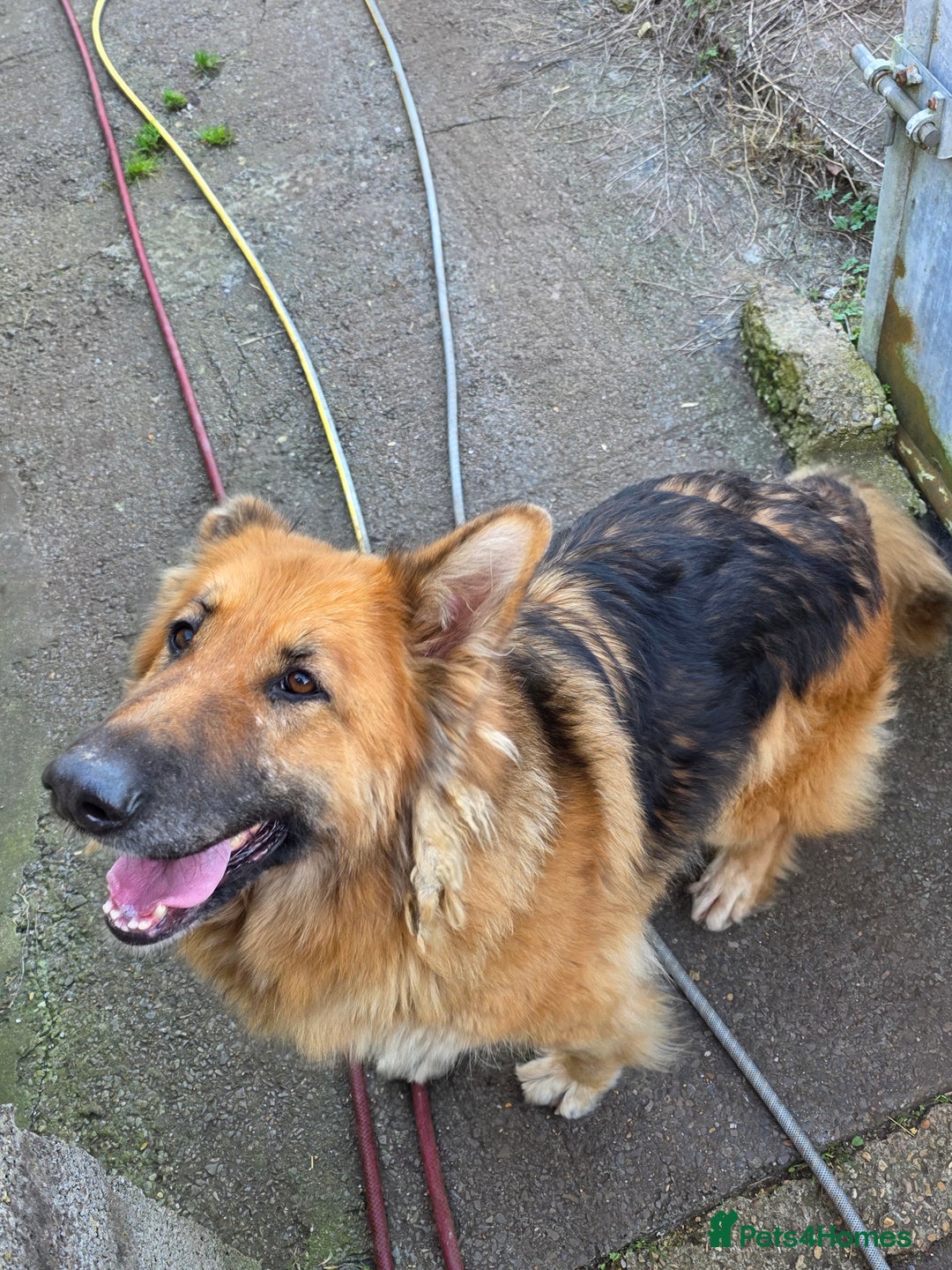 German Shepherd dogs for sale: German shepherd bitch  - Advert 4