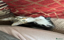 Mixed Breed cats for sale: FEMALE KITTEN READY TO COLLECT  - Image 2
