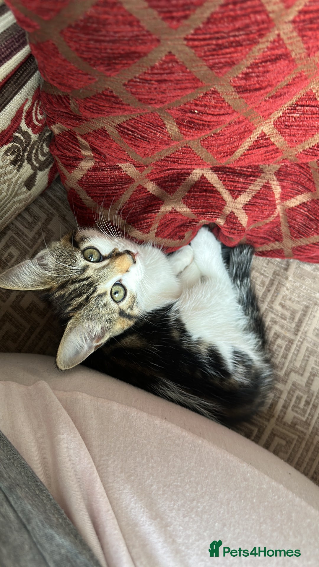 Mixed Breed cats for sale: FEMALE KITTEN READY TO COLLECT  - Image 2