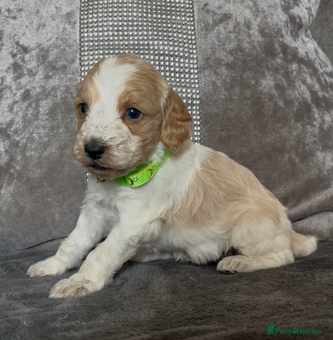 Cockapoo dogs for sale: stunning cockapoo puppies  - Image 9