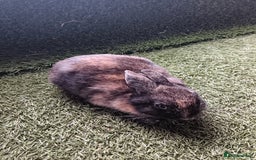 Mini Lop rabbits for sale: mini lop  - Image 2