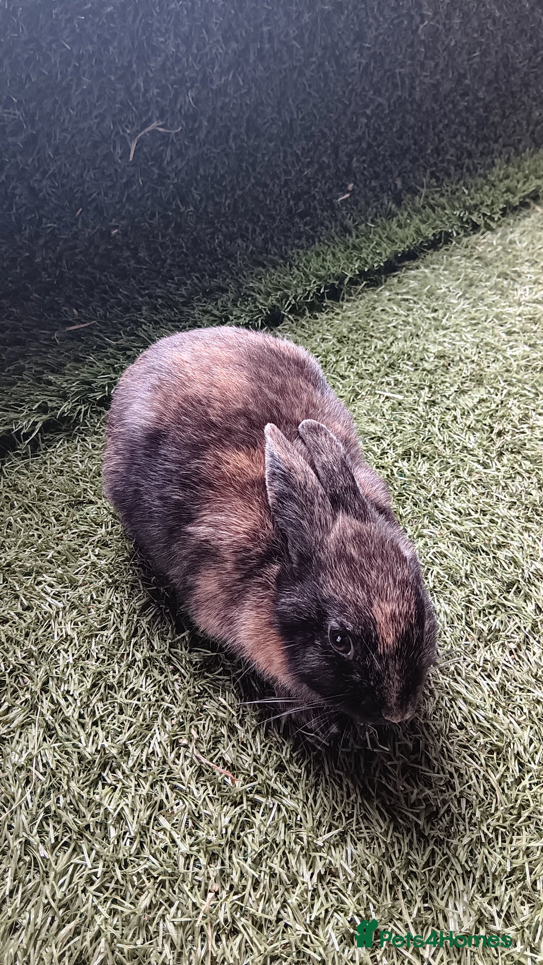Mini Lop rabbits for sale: mini lop  - Image 2
