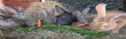 Continental Giant rabbits for sale: Pure Continental Giant Kits - Advert 5