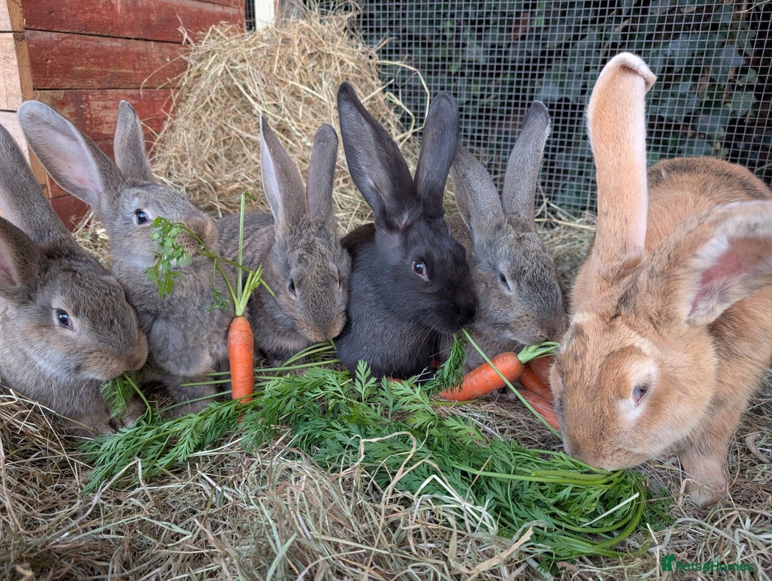 Continental Giant rabbits for sale: Pure Continental Giant Kits - Advert 5