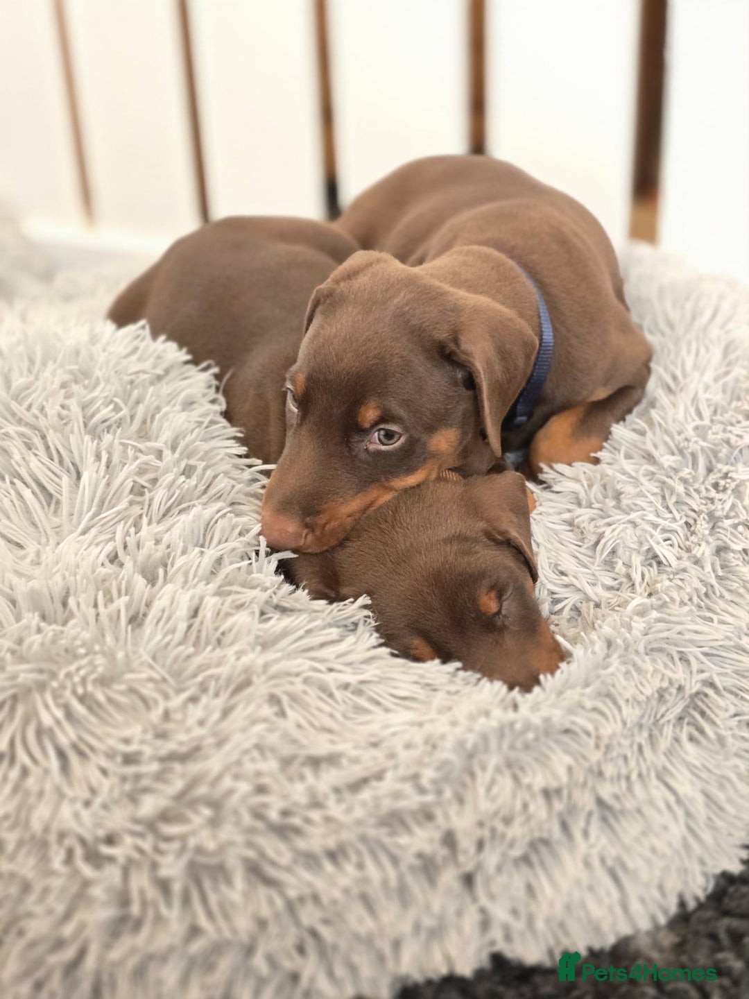 Dobermann dogs for sale: HEALTH TESTED, HOME REARED, STUNNING DOBERMAN PUPS - Advert 11