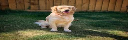 Golden Retriever dogs for stud: Beautiful KC-Reg Golden Retriever Stud (proven) - Advert 6