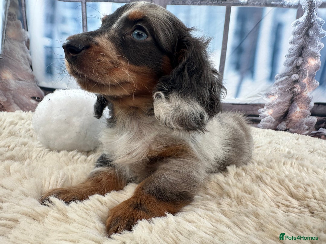 Miniature Dachshund dogs for sale: 👑 MINI LONG HAIRED DACHSHUNDS 👑 - Advert 6
