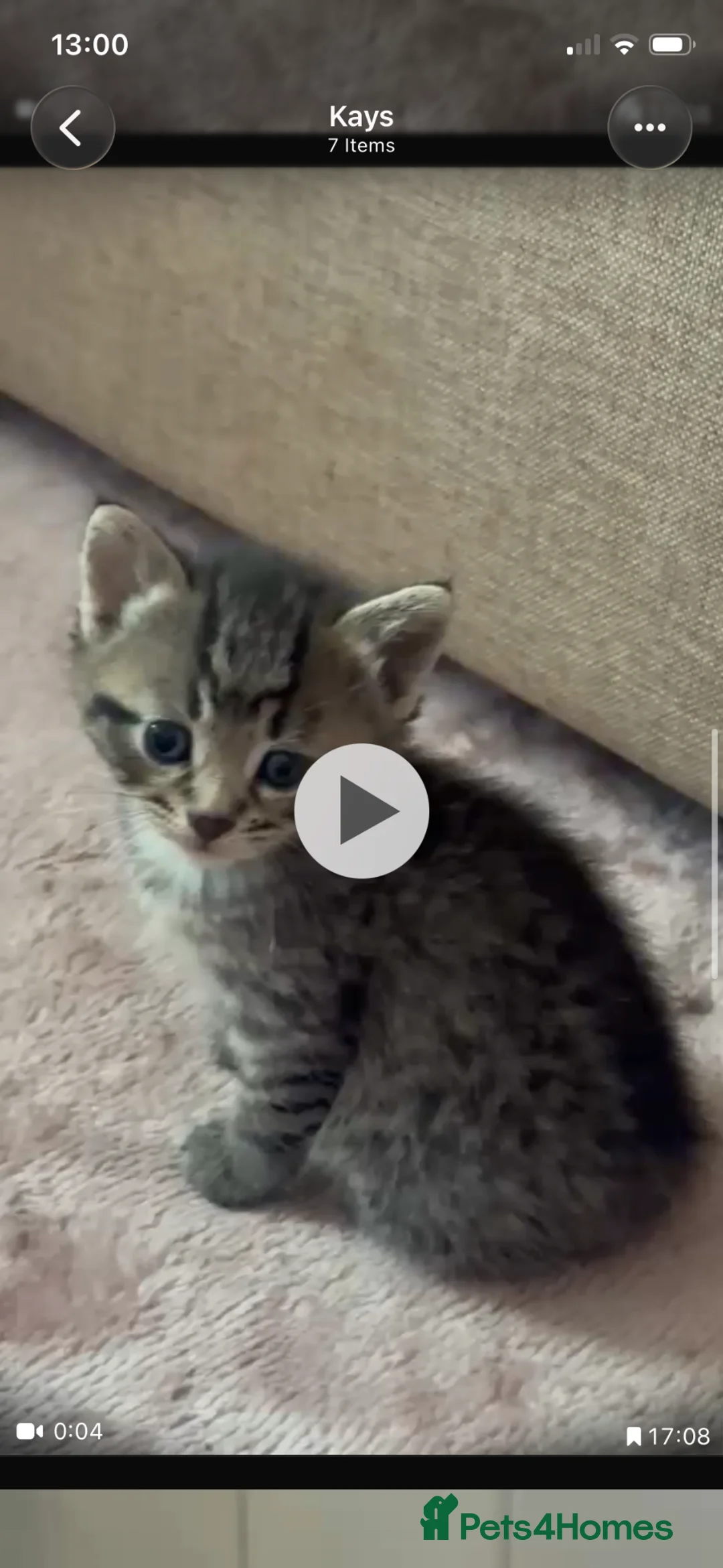 Bengal cats for sale: Baby Bengals READY NOW  - Advert 2