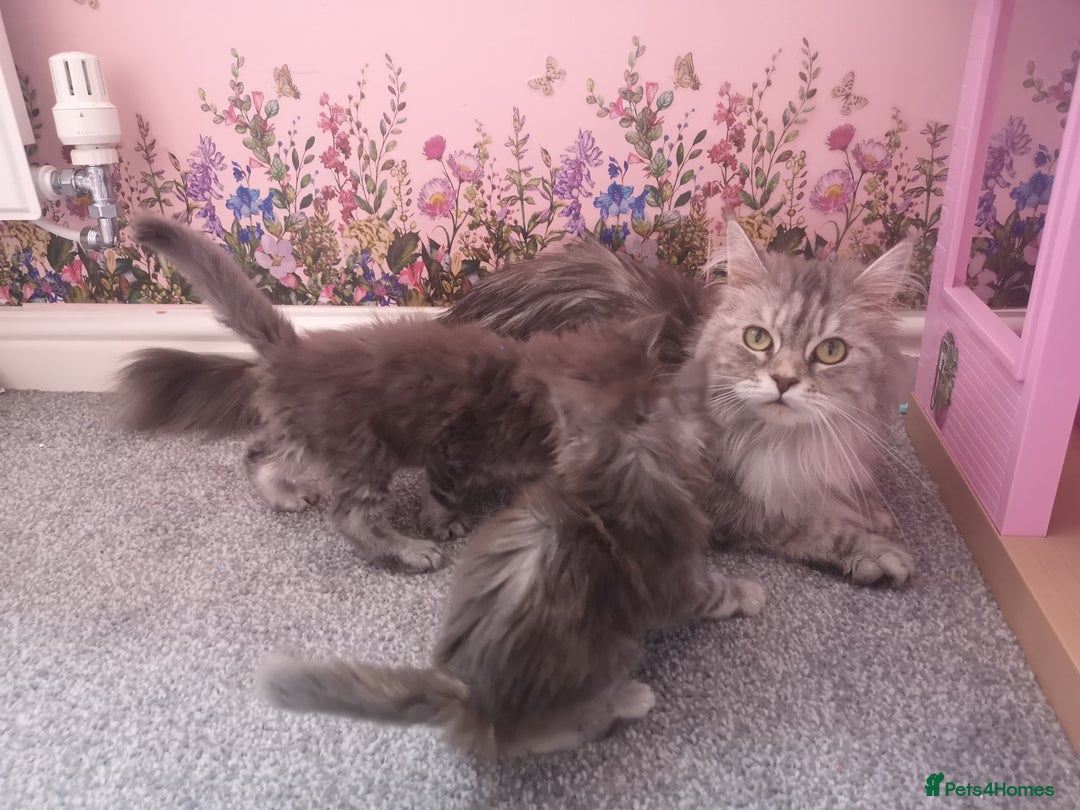 Maine Coon cats for sale: Maine Coon Kittens Parents Fully Health Tested - Image 7