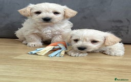West Highland Terrier dogs for sale: Beautiful westiepoo puppies  - Advert 13