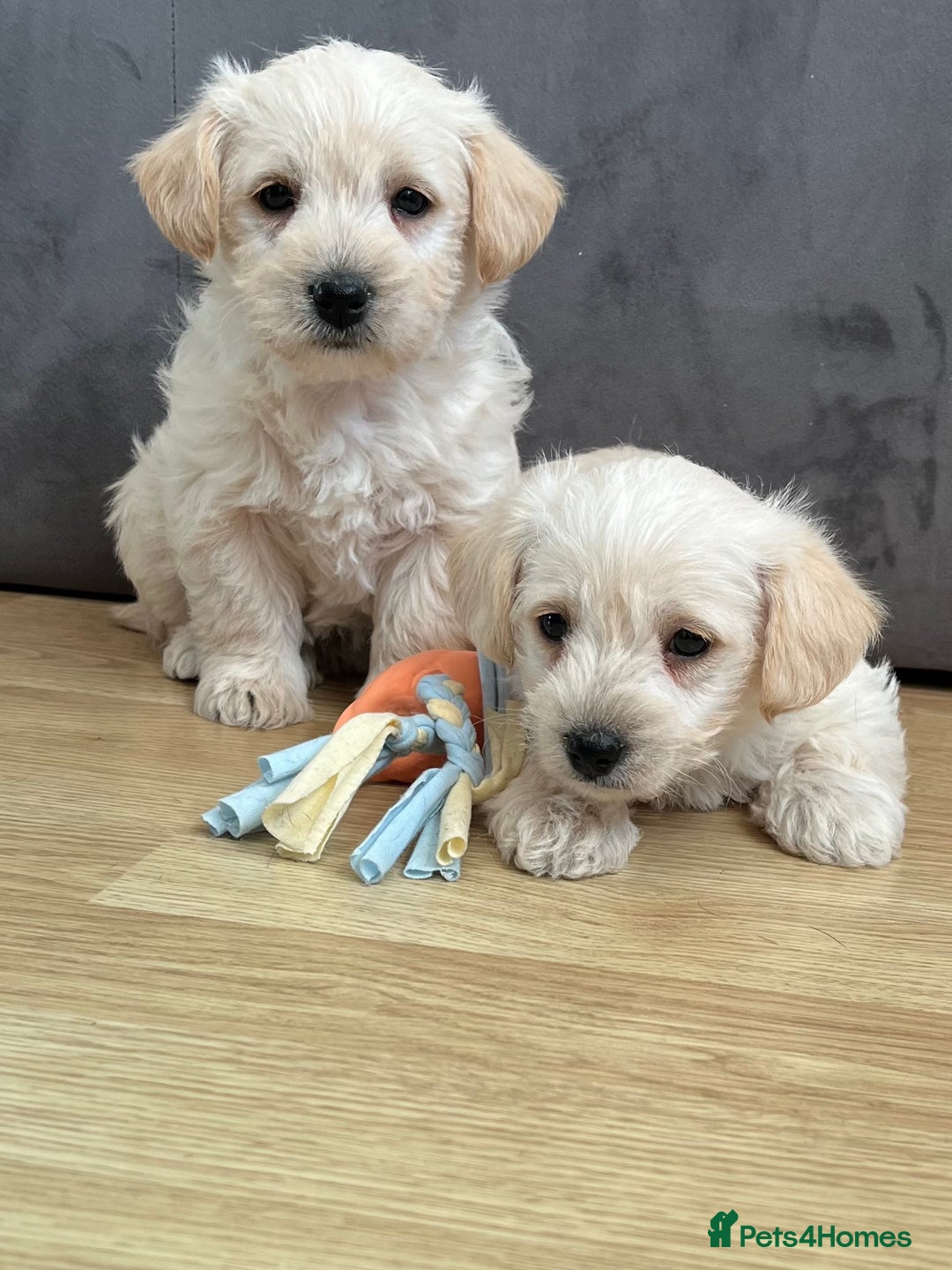 West Highland Terrier dogs for sale: Beautiful westiepoo puppies  - Advert 13