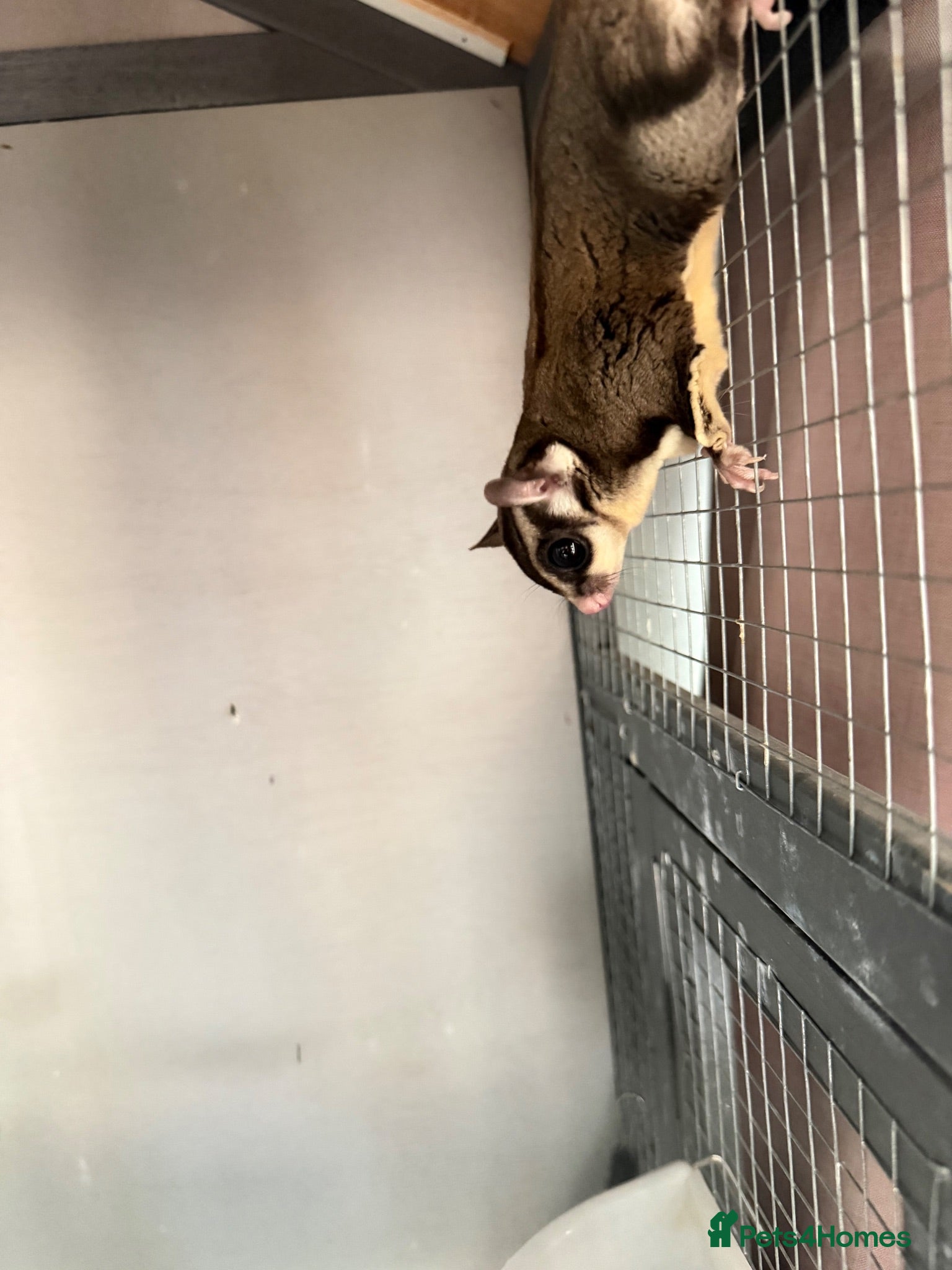 Sugar Glider rodents Male sugar glider  - Advert 11