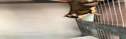 Sugar Glider rodents for sale: Male sugar glider  in Llangollen - Advert 1