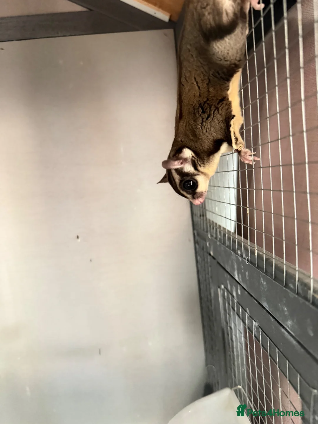 Sugar Glider rodents for sale: Male sugar glider  in Llangollen - Advert 1