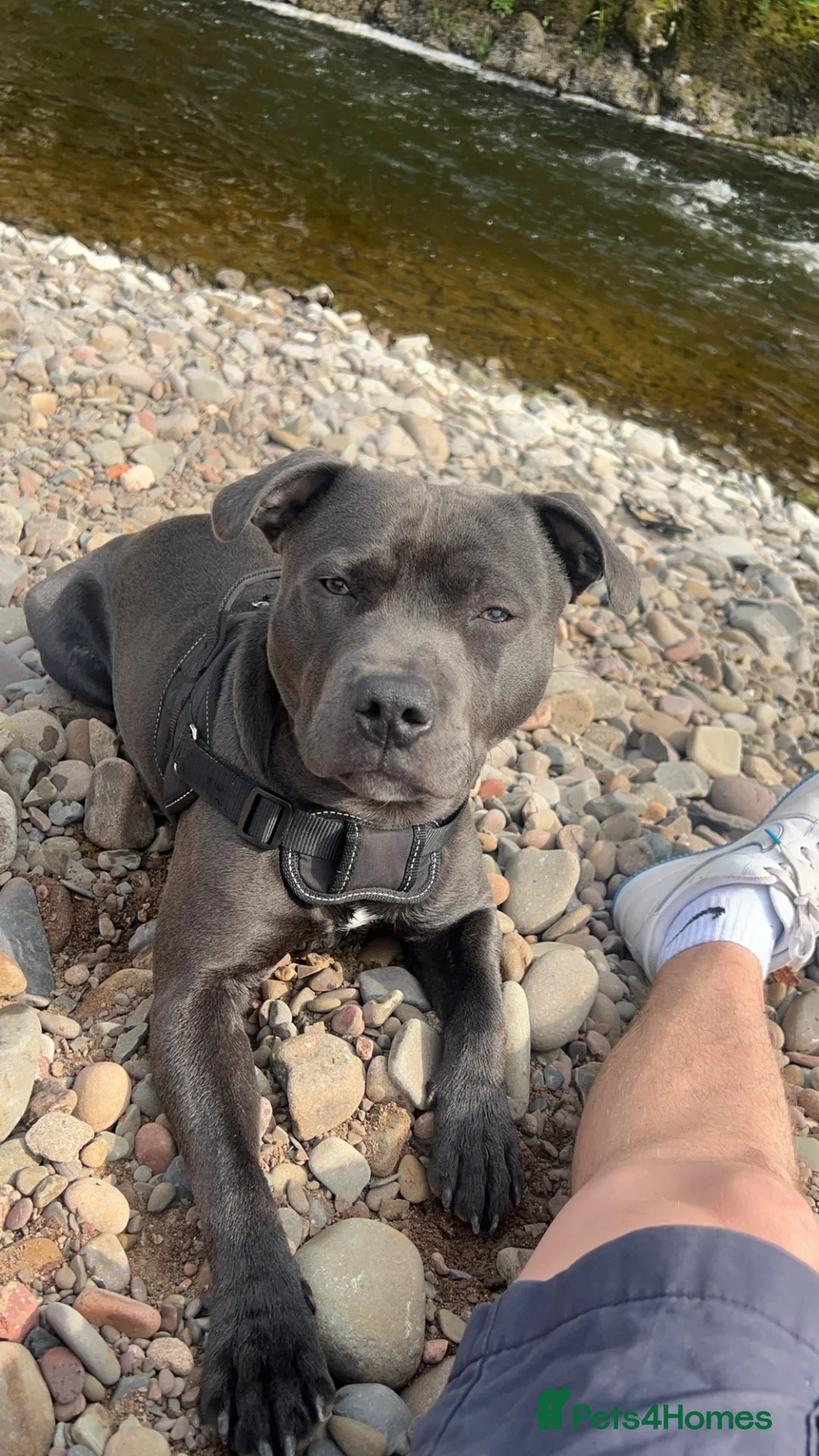 Staffordshire Bull Terrier dogs for stud: 🐾KC Registered Blue Staffordshire Bull Terrier🐾 - Advert 1