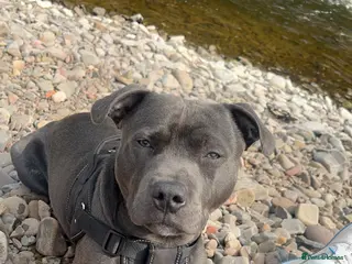 Staffordshire Bull Terrier dogs 🐾KC Registered Blue Staffordshire Bull Terrier🐾 - Advert 1