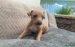 Italian Greyhound dogs for sale: ItalianGreyhound Puppies Ready4Their Forever Homes - Image 13