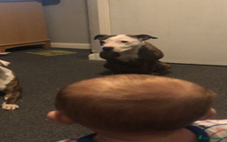 Staffordshire Bull Terrier dogs for sale: Loving Female staffy  - Image 4