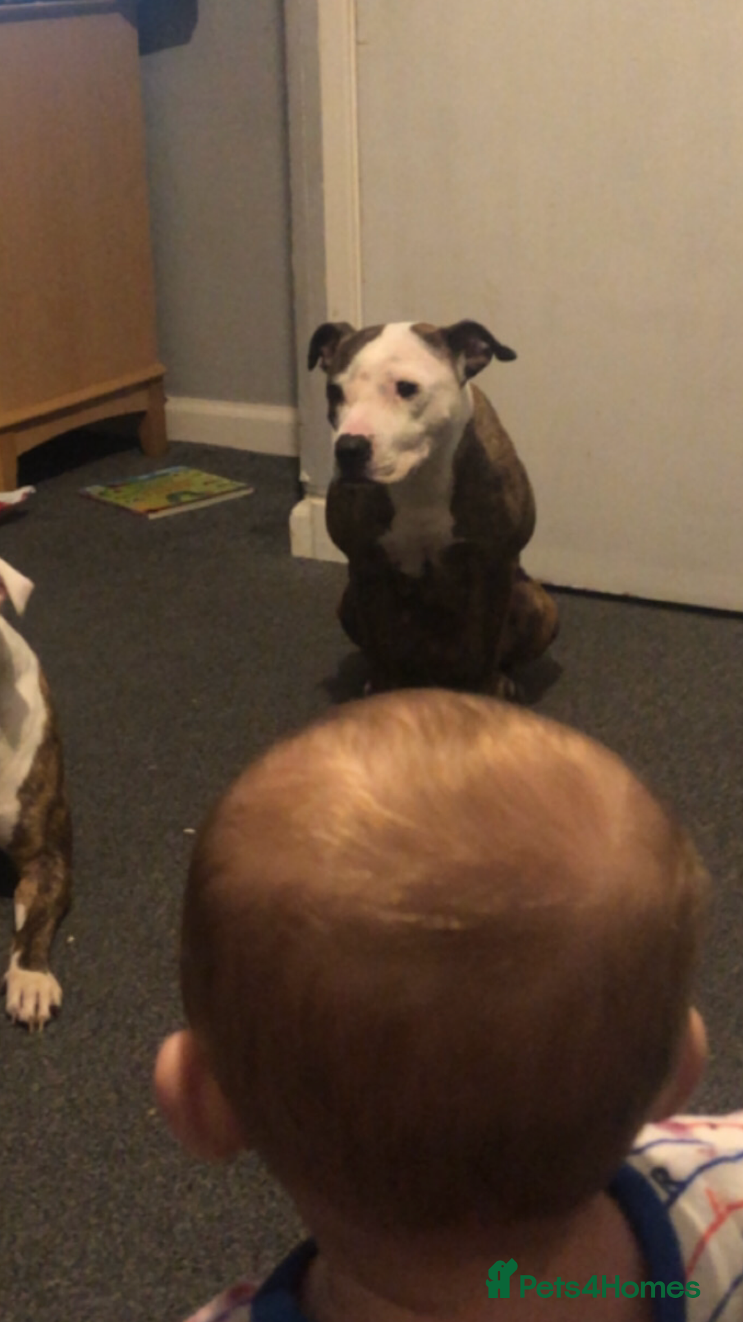 Staffordshire Bull Terrier dogs for sale: Loving Female staffy  - Image 4