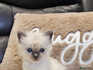 Ragdoll cats Stunning ragdoll kittens - Advert 14