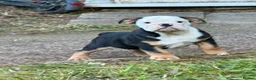 English Bulldog dogs for sale: KC Registered English Bulldog Puppies  - Advert 1