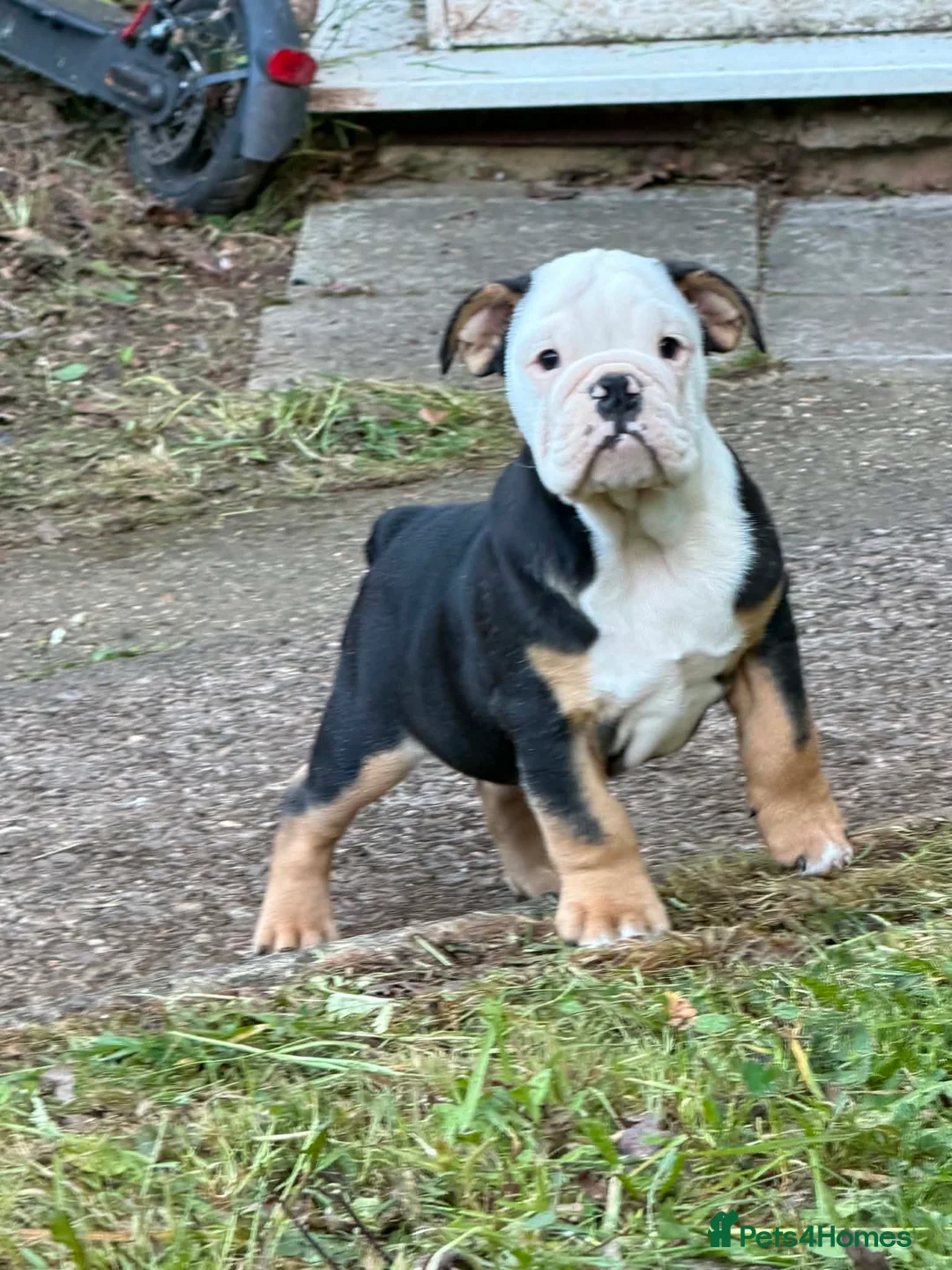 English Bulldog dogs for sale: KC Registered English Bulldog Puppies  - Advert 1
