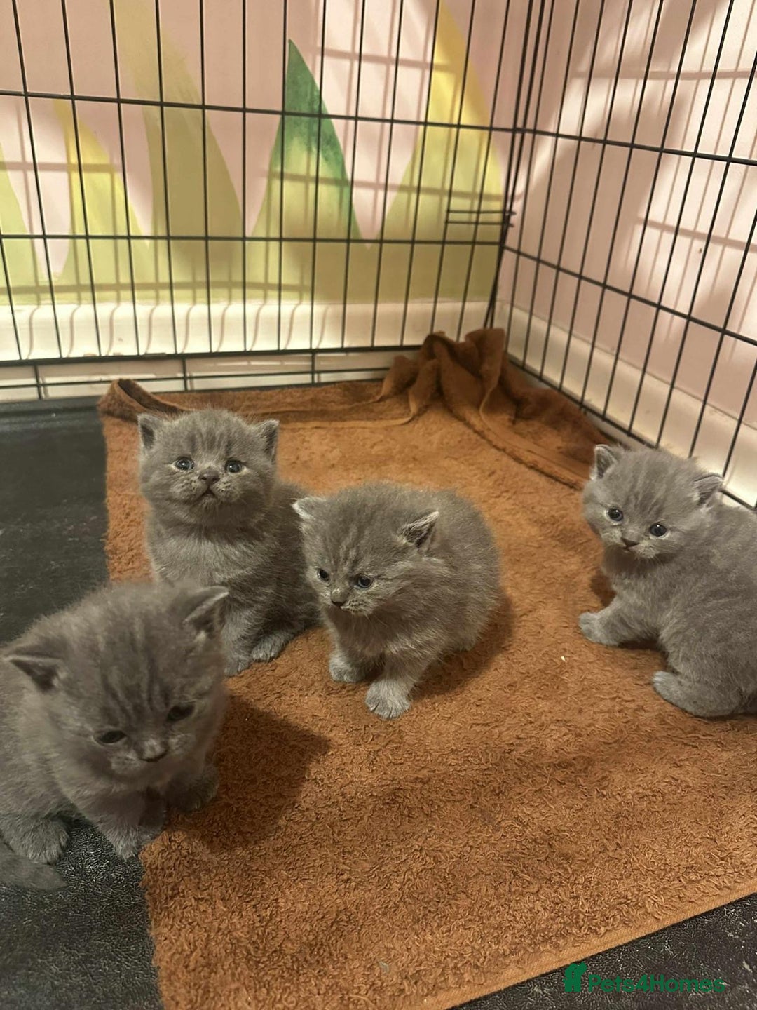 British Shorthair cats for sale: British Blue Shorthair kittens for sale - Image 10