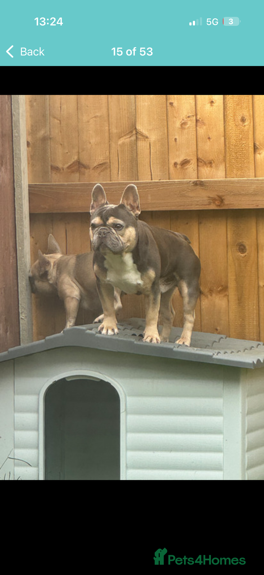 French Bulldog dogs for sale: French bulldog puppys - Advert 3