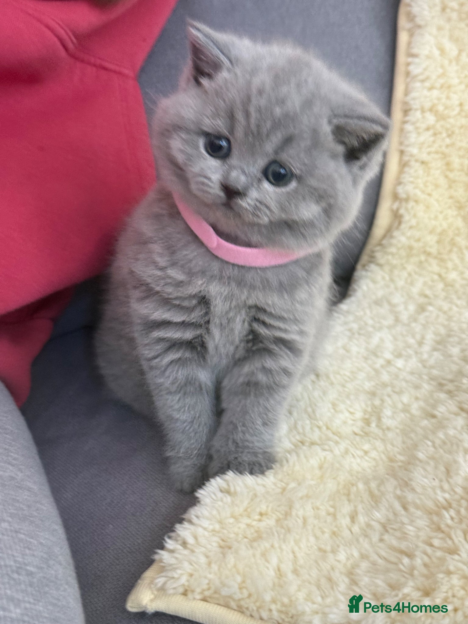 British Shorthair cats British shorthair kittens 💕💙💕 - Advert 1