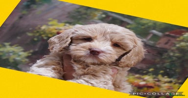Australian Labradoodle dogs - Advert 5