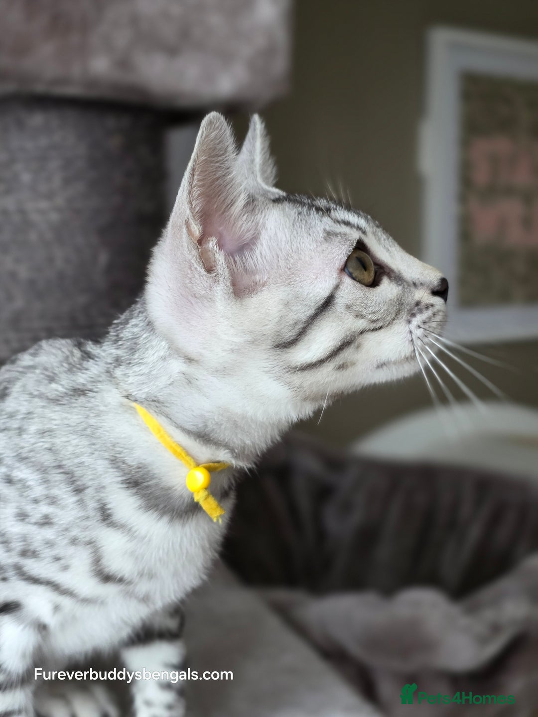 Bengal cats for sale: Bengal Kitten 2 - Outstanding Silver Rosetted Tica Bengal Kittens  - Image 8