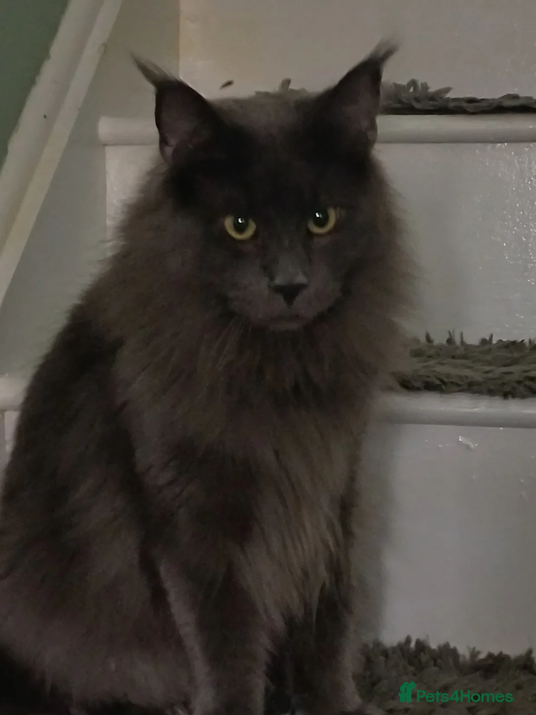 Maine Coon cats for sale: Brother and Sister  - Advert 2