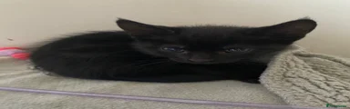 Mixed Breed Kitten 2