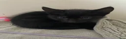 Mixed Breed cats for sale: Beautiful Kittens  - Advert 5