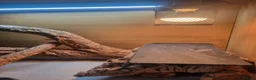 Bearded Dragon reptiles for sale: Baby bearded dragon with full set up in Nuneaton - Advert 3
