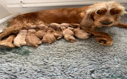 Cocker Spaniel dogs for sale: Golden Show Cocker Spaniel (Champion Lines) - Image 3