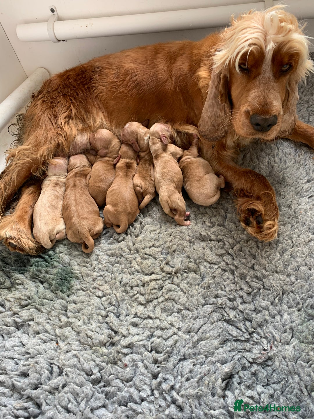 Cocker Spaniel dogs for sale: Golden Show Cocker Spaniel (Champion Lines) - Image 3