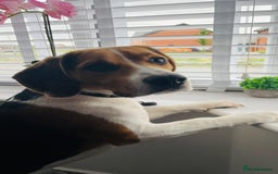 Beagle dogs for stud: Beagle **Stud only** - Image 2