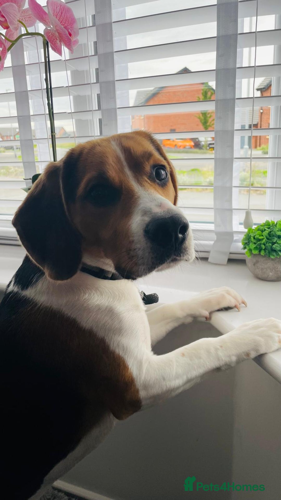 Beagle dogs for stud: Beagle **Stud only** - Image 2
