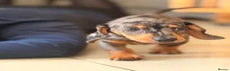 Miniature Dachshund dogs for sale: Pra hereditary clear mini smooth dachshund  - Advert 15