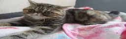 Exotic cats for sale:  Beautiful Exotic female kittens Ready now - Advert 2