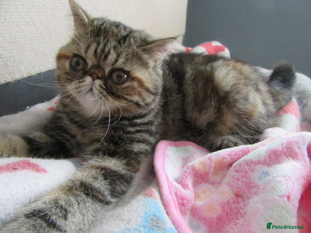 Exotic cats for sale:  Beautiful Exotic female kittens Ready now - Advert 2