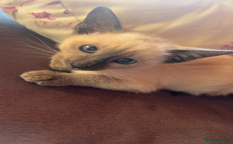 Siamese cats - Advert 2