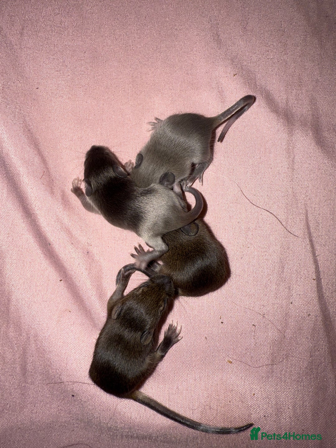 Mouse rodents for sale: Fancy mice lots of males and females available  - Advert 5