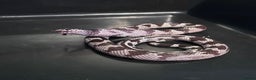 King Snake reptiles for sale: 1 year old California king snake - Advert 3
